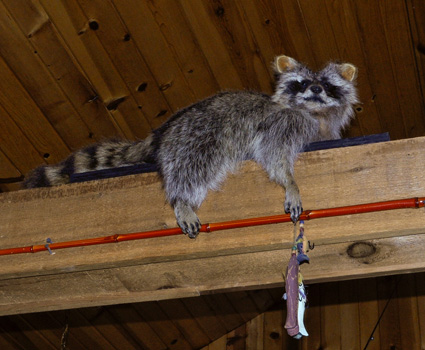 Cabin #1 Raccoon